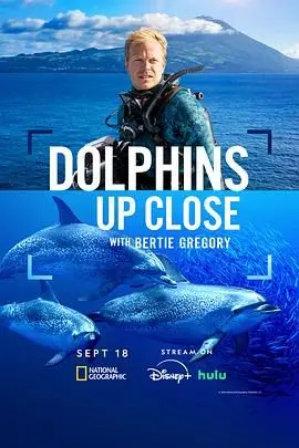 《摄影师贝尔蒂与海豚零距离》：镜头下的温柔奇遇，人与海洋生命的深情对话，捕捉自然之美的治愈力量